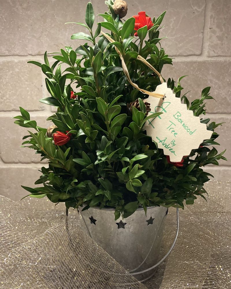 Boxwood tabletop tree in a star-cut tin bucket with red accents